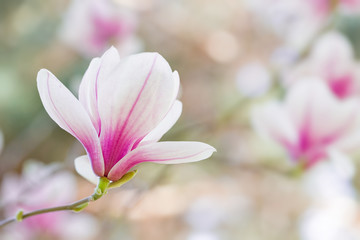 Obraz na płótnie Canvas Magnolia flowers spring blossom