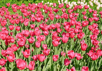 Tulips (Tulipa). The Sort Of "Primavera". Background