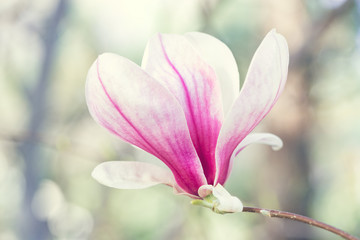 Fototapeta premium Magnolia flowers spring blossom