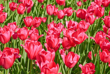 Fototapeta premium Tulips (Tulipa). The Sort Of 