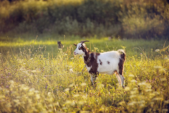 the goat is grazed on a summer meadow