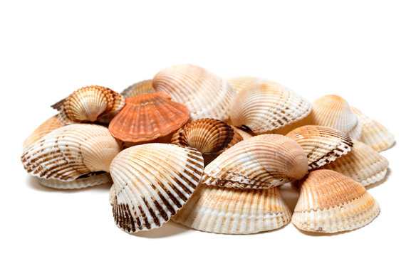 Seashells of anadara and scallop