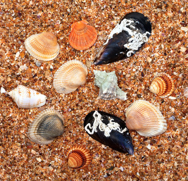 Seashells on sand in sun summer day