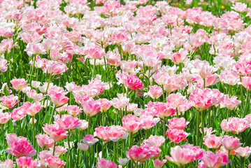 Naklejka premium The background of Terry pink-white tulips