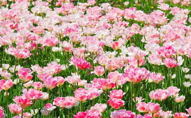 Fototapeta premium The background of Terry pink-white tulips