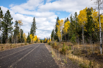 Road through Trees in Fall