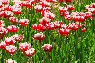 The background of Terry red-white tulips