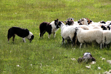 Schafhütehunde