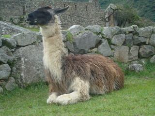 Llama
