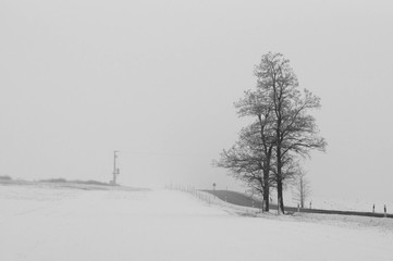 Tall tree standing next to a road in foggy weather