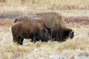 bison herd