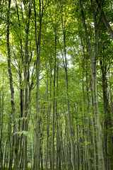 Obraz na płótnie Canvas Green forest