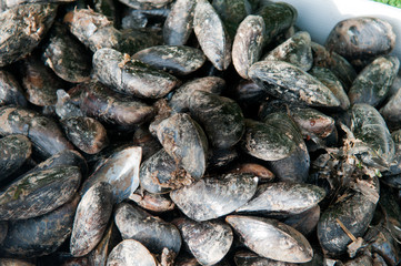 Fresh mussels, live mussels are for sale at the market