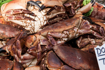 crab close up with large pincers