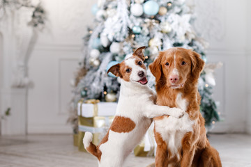 dog in the scenery, the holiday and the New Year, Christmas, holiday and happy - obrazy, fototapety, plakaty