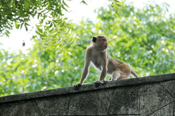 Toque Macaques {Macaca sinica} grooming.