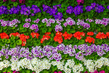 Bunch of flowers. beautiful flowers wall background