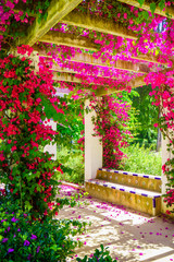 terrace with flowering bushes