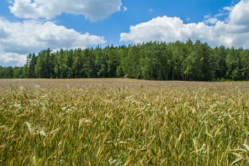 wheat field
 