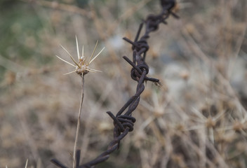 A dry yellow thorn next to brown metal wires on blurred background