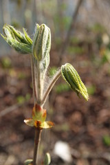 Pflanzen Blumen Natur Schönheit