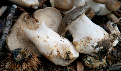 Lyophyllum fumosum mushroom.