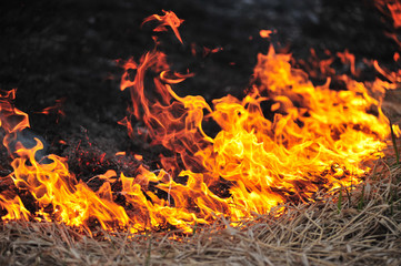 Fire, Burning old grass in the field
