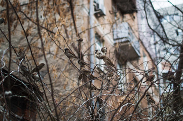Sparrow on branches of bushes. Winter weekdays for sparrows. Common sparrow on the branches .