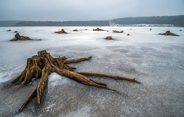 Baumwurzeln im zugefrorenen See