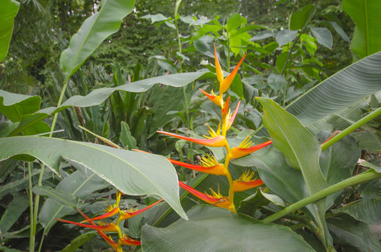 Bird of Paradise Flower 