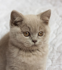 British short hair kitten, lilac color on light background, indoor