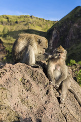 A pair of monkeys in the open nature, look after each other. On Vulcan Batur Bali. The height of 2000 meters above sea level. The female and male.
