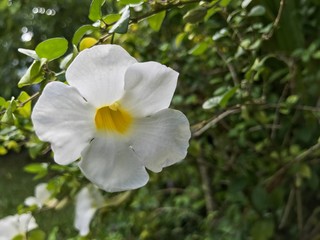 Fototapeta na wymiar Tahitian Flowers