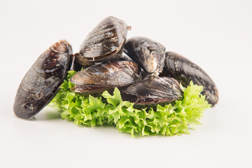 miesmuscheln