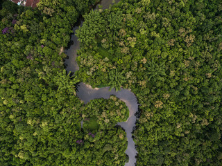 Aerial View of a River in Rainforest, Latin America