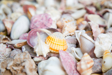 Close up of the colorful shells on the beach.