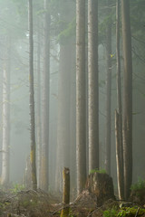 Misty view in the foggy forest on a rainy day, Larch Mountain, Oregon.