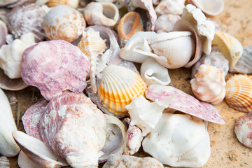 Close up of the colorful shells on the beach.