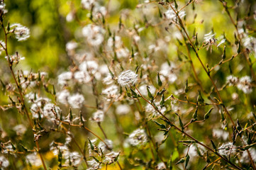 Field yellow flower with seeds in te middle of summer