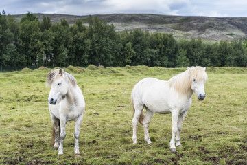 Obraz premium Białe konie islandzkie na łące. Południowa Islandia.