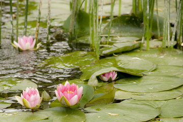 lilly pad pond