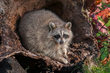 Raccoon (Procyon lotor) Looks Out from Inside Log