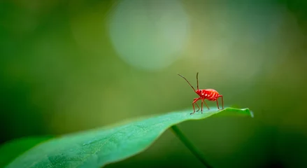 Fotobehang Macro rode bug © EvanTravels