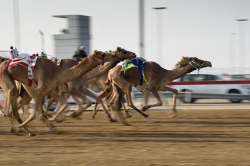 Foto auf Leinwand camel race © Aloyzas