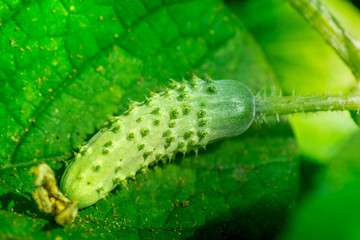 Fototapeta premium Macro shot of a ripe cucumber laying on a cucumber leaf in a greenhouse on a sunny summer day