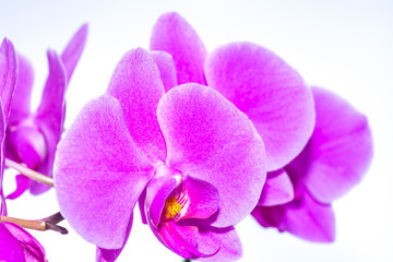 Lila Orchidee Makro