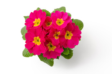 Primula acaulis