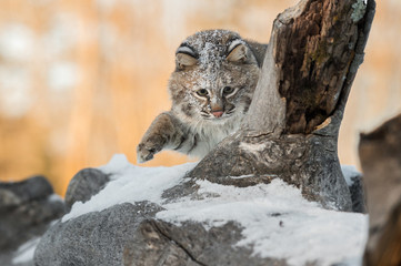 Bobcat (Lynx rufus) Paw Up on Log