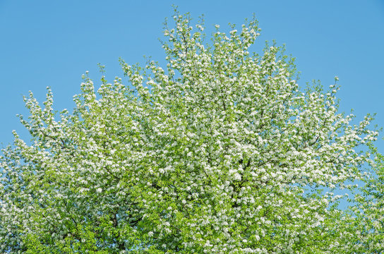 Blossoms pear