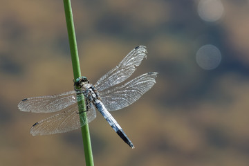 Dragonfly lattice, or a big blue dragonfly (lat. Orthetrum cancellatum) is a dragonfly of the genus Orthetrum, the Real family of dragonflies (Libellulidae) with eyes the color of turquoise